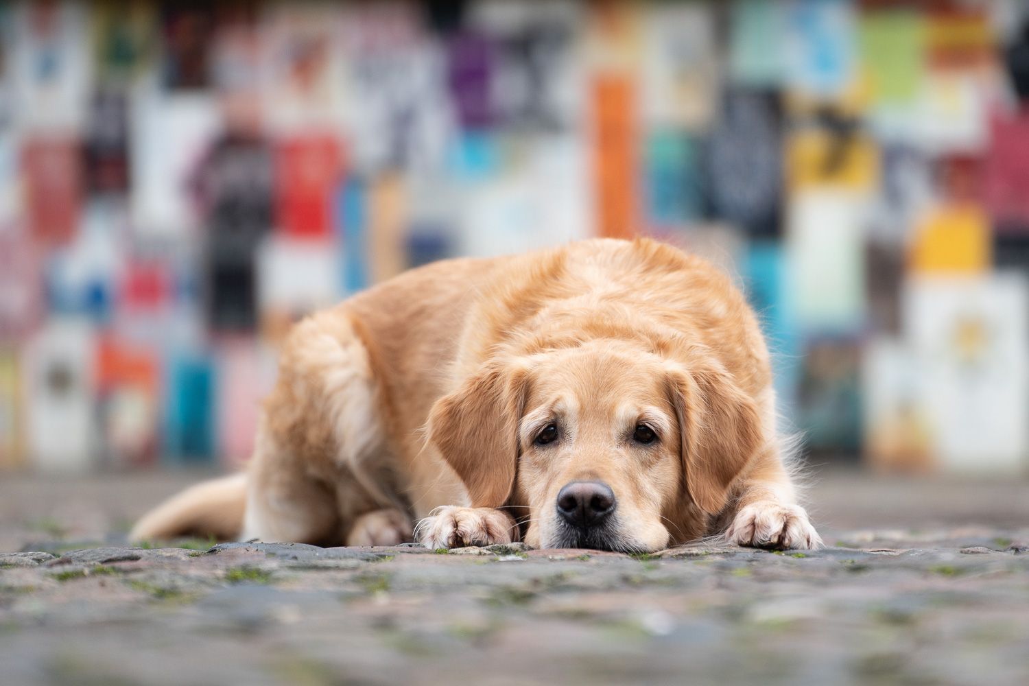 Rune - Golden Retriever