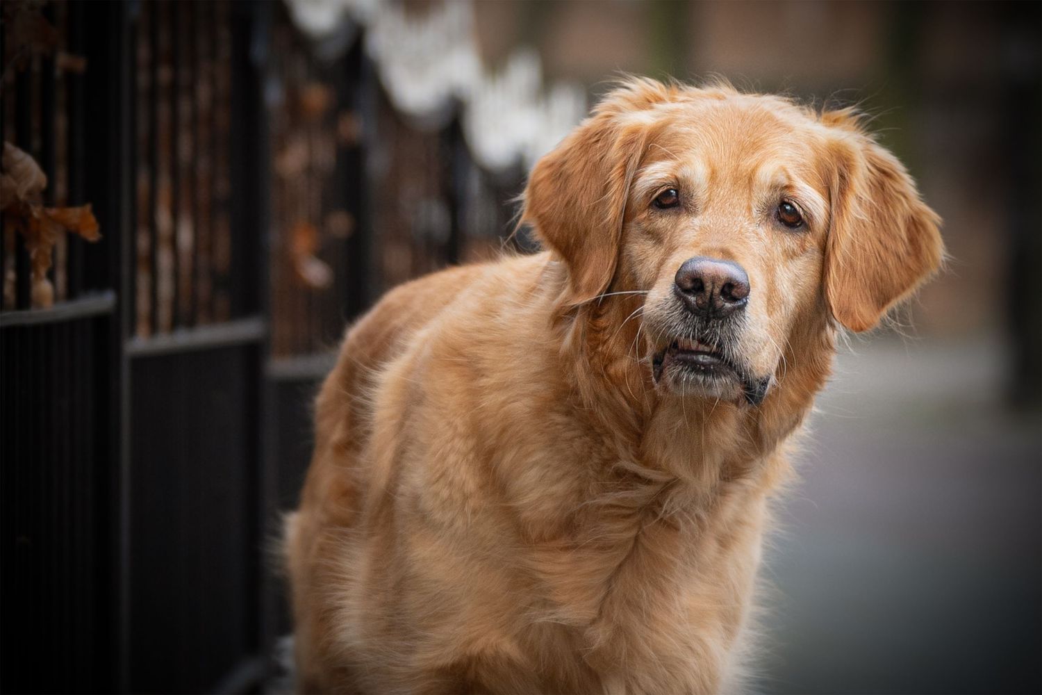 Rune - Golden Retriever