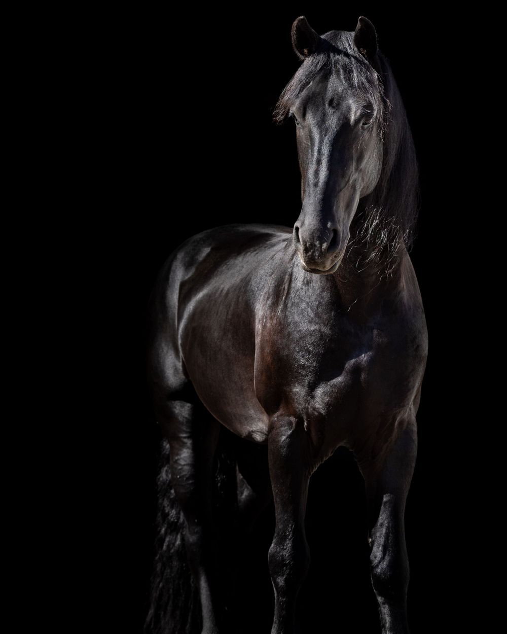 Black background fine art equine portrait of a Frisian horse Copyright Amanda Barr Photography