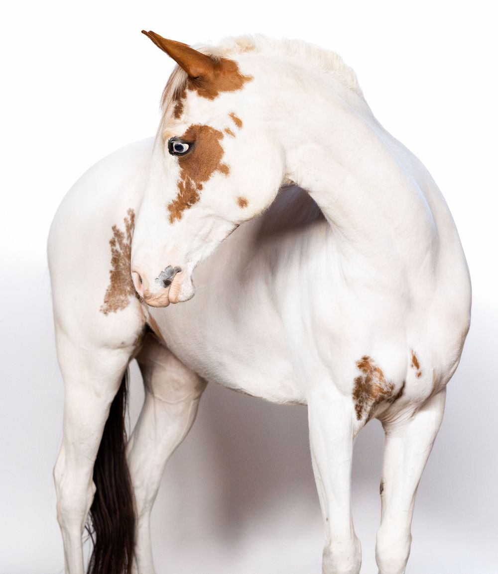 White background photoshoot of a paint horse with mobile studio elements Copyright Amanda Barr Photography