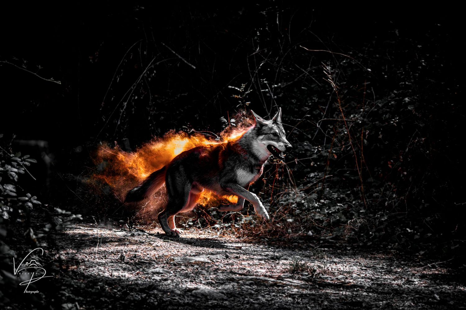 Wolf silhouettes illuminated by glowing fire in a dark forest setting.
