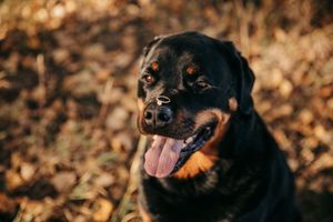 Close-up portrait of a happy Rottweiler dog with tongue out sitting among autumn leaves. Engagement photos.