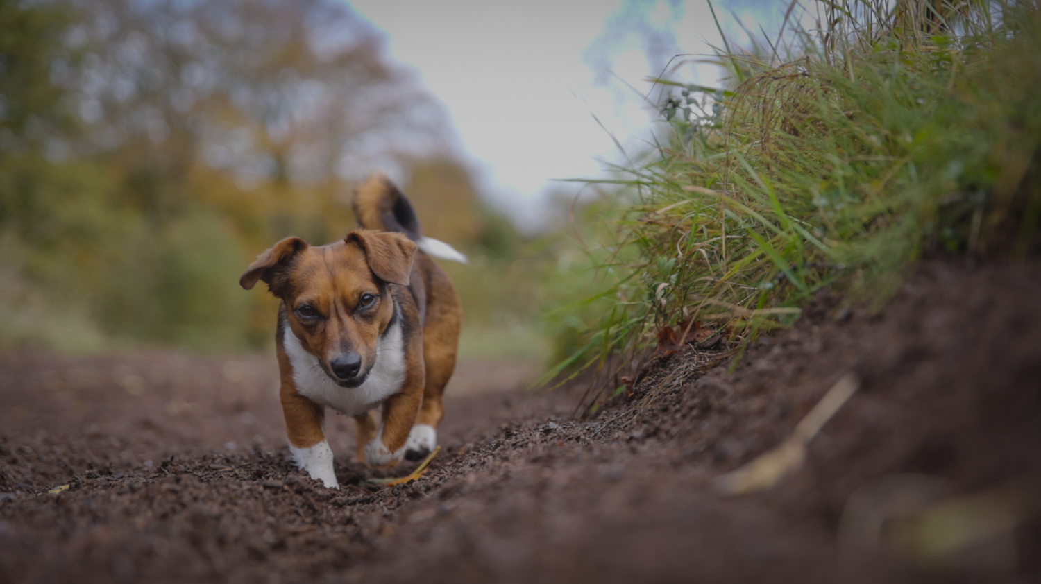 Small brown and white dog walking on dirt trail with blurred grass and foliage in background.