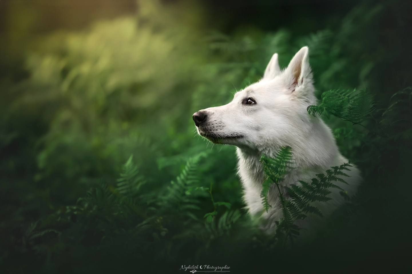 Séance photo animalière dans les fougères à Verdun en Meuse par Nyhilith Photographie