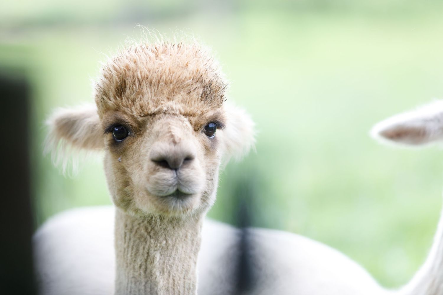 Nieuw in ons aanbod! Een shoot samen met de Alpaca's!