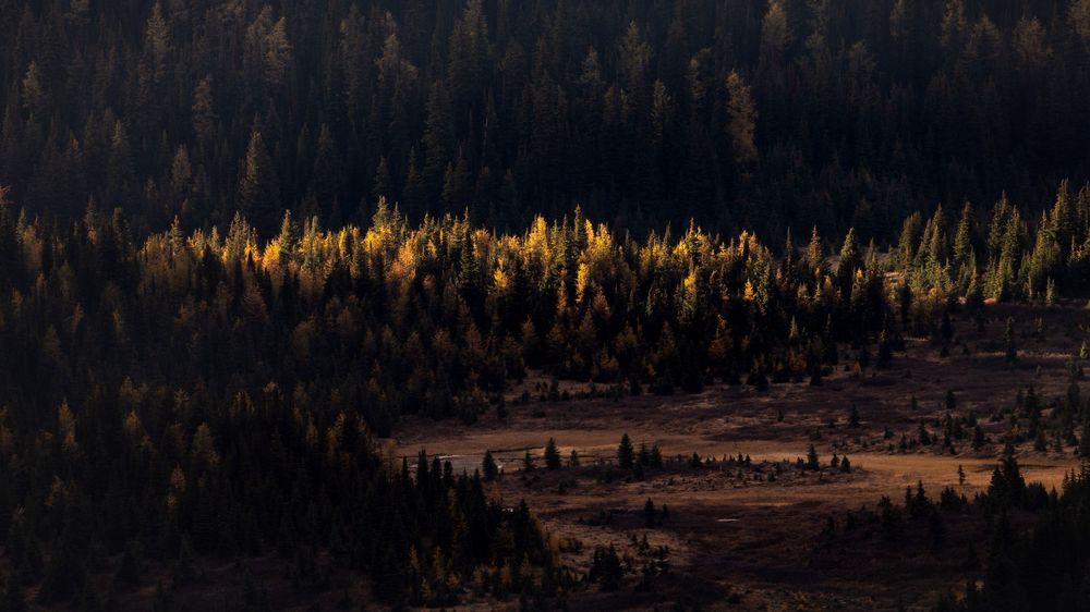 Light play on golden larches in the Canadian Rocky Mountains