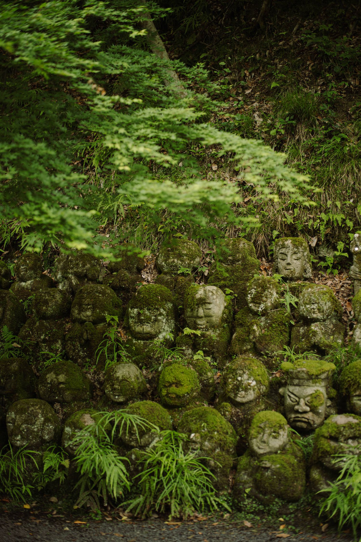 An old moss-covered stone retaining wall with ferns and greenery growing along its weathered surface in a garden.