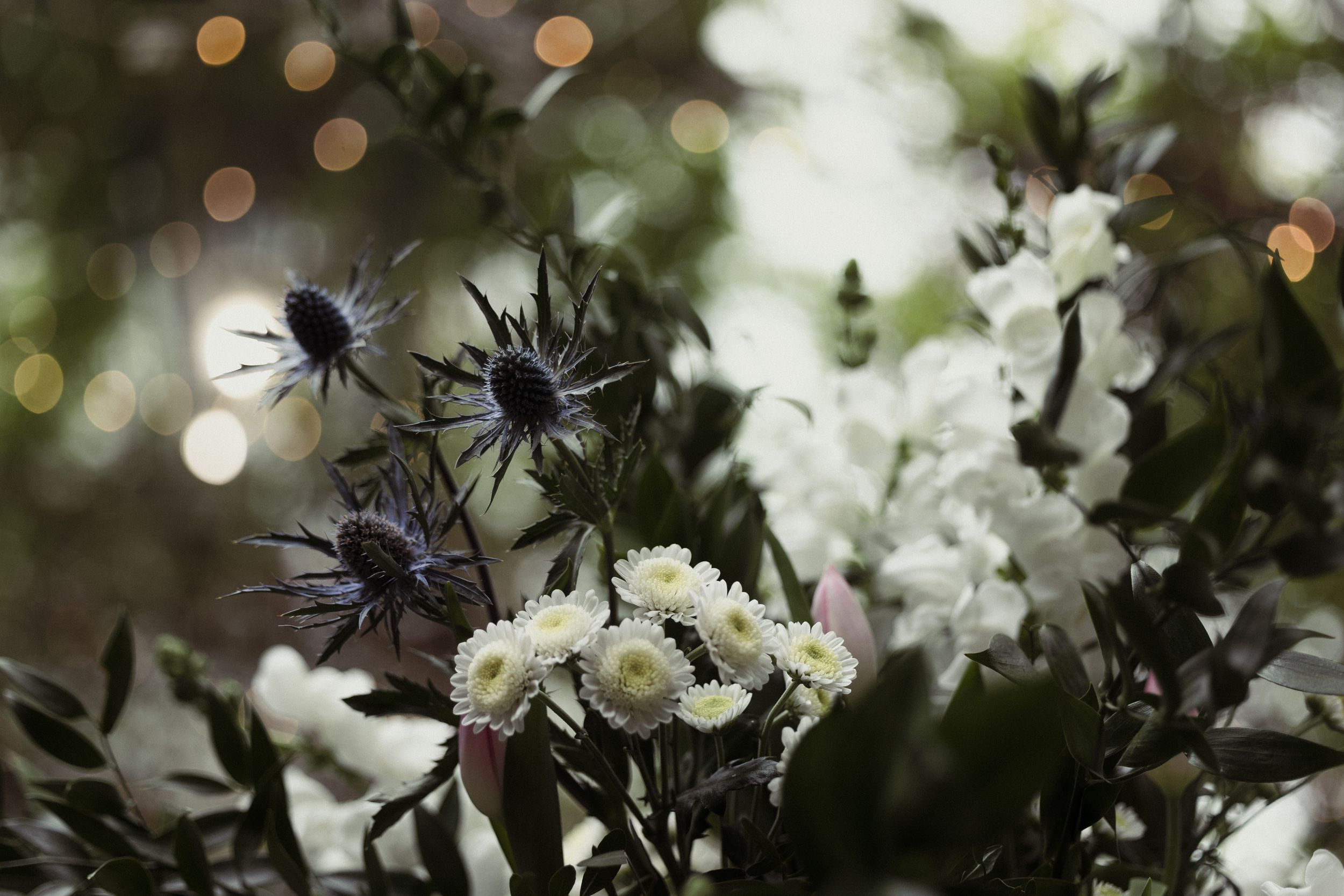 White flowers and dark thistles create a moody garden composition with soft bokeh lights in the background.