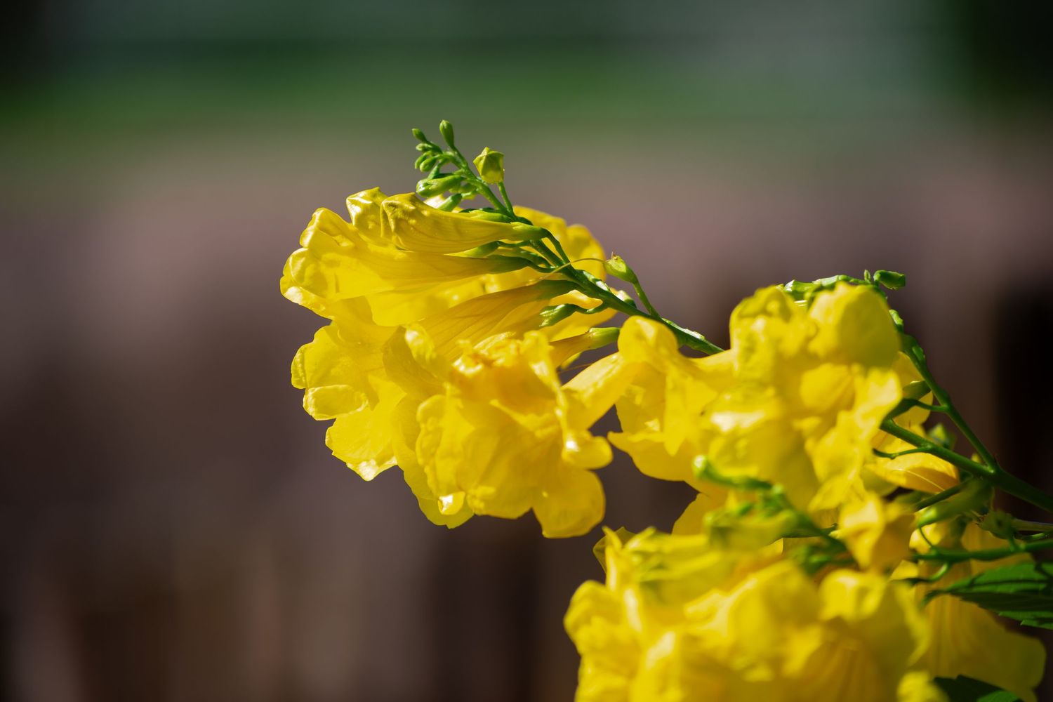 yellow flowers zoo nature photography photographer el paso texas tx botanical gardens