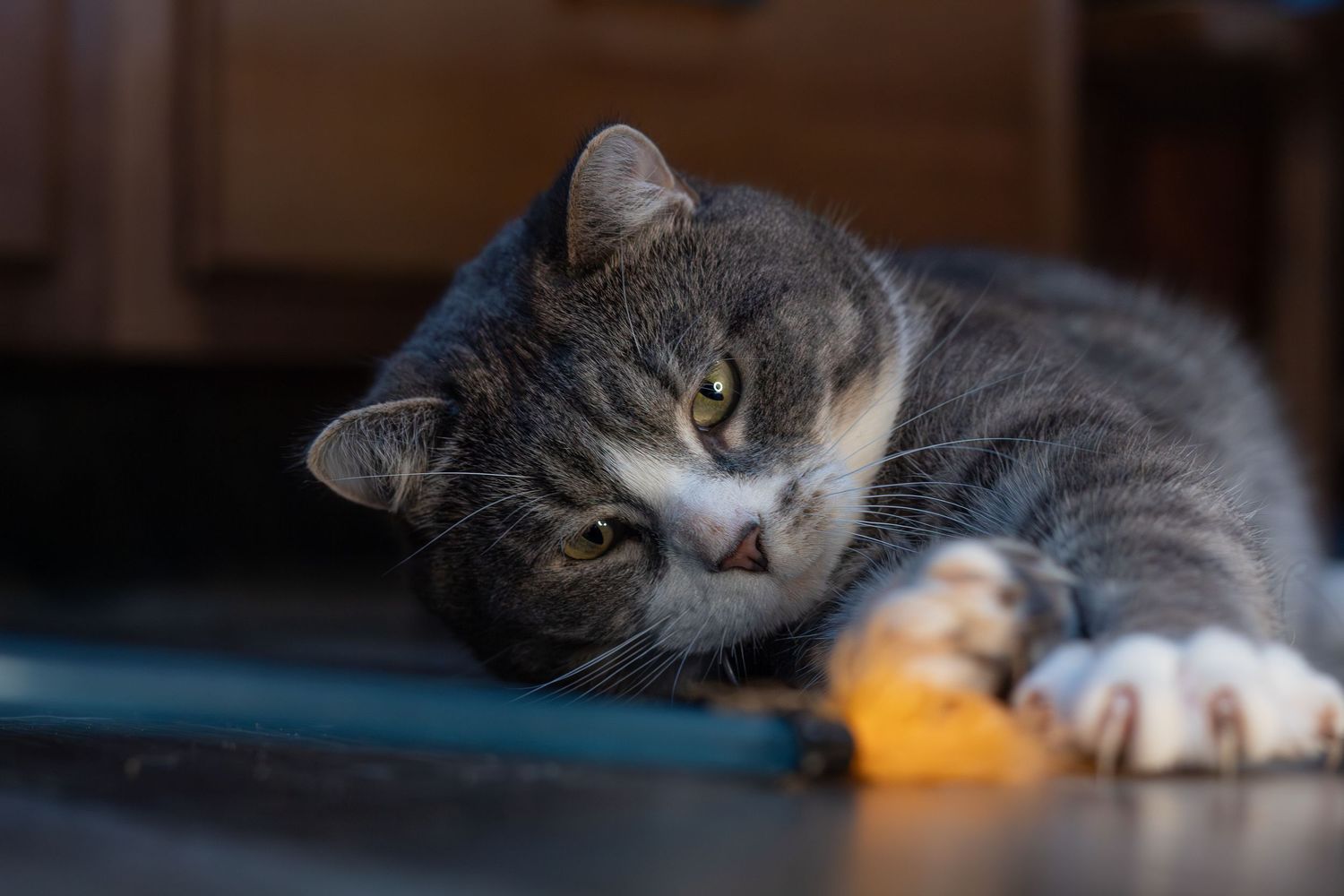 A gray and white cat lies on the floor, resting its head on its paws while playing.