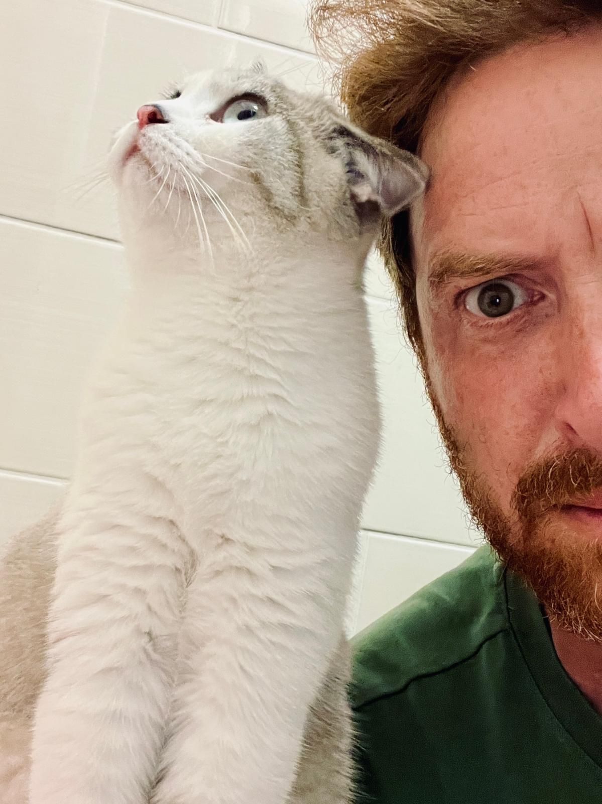 Close-up shots with a fluffy white cat against a white wall background.