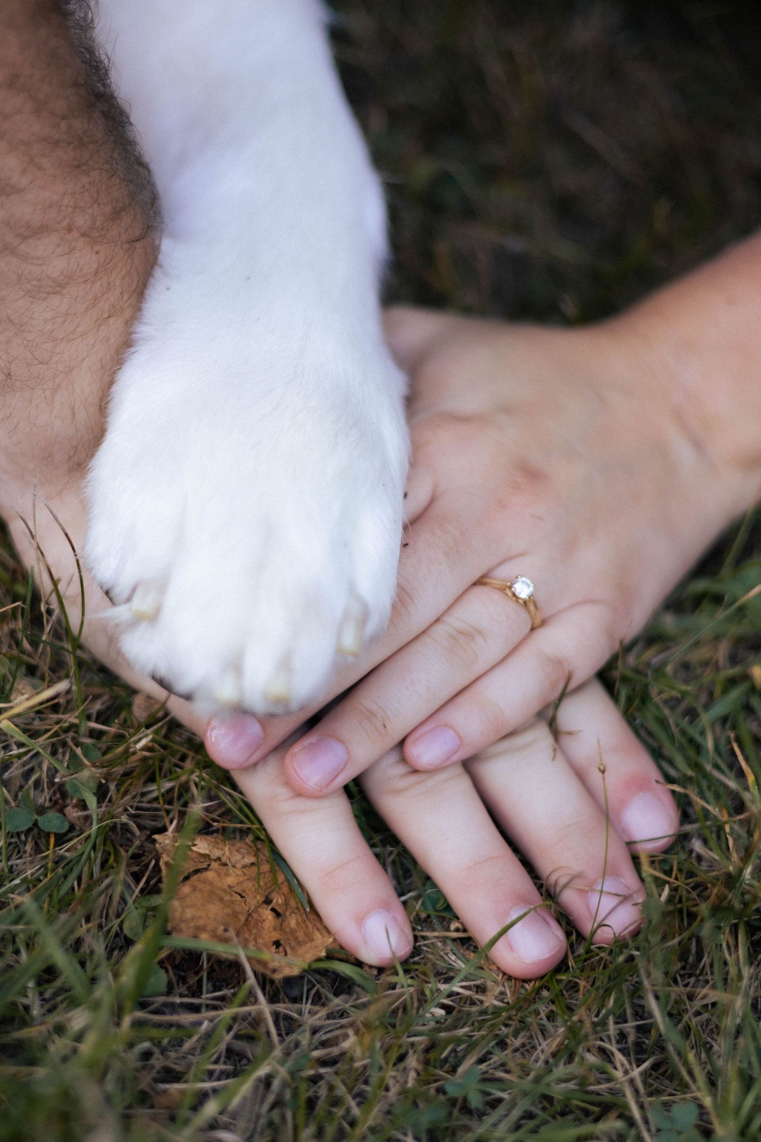 Summer outdoor golden hour engagement photos in Funks Grove, Illinois