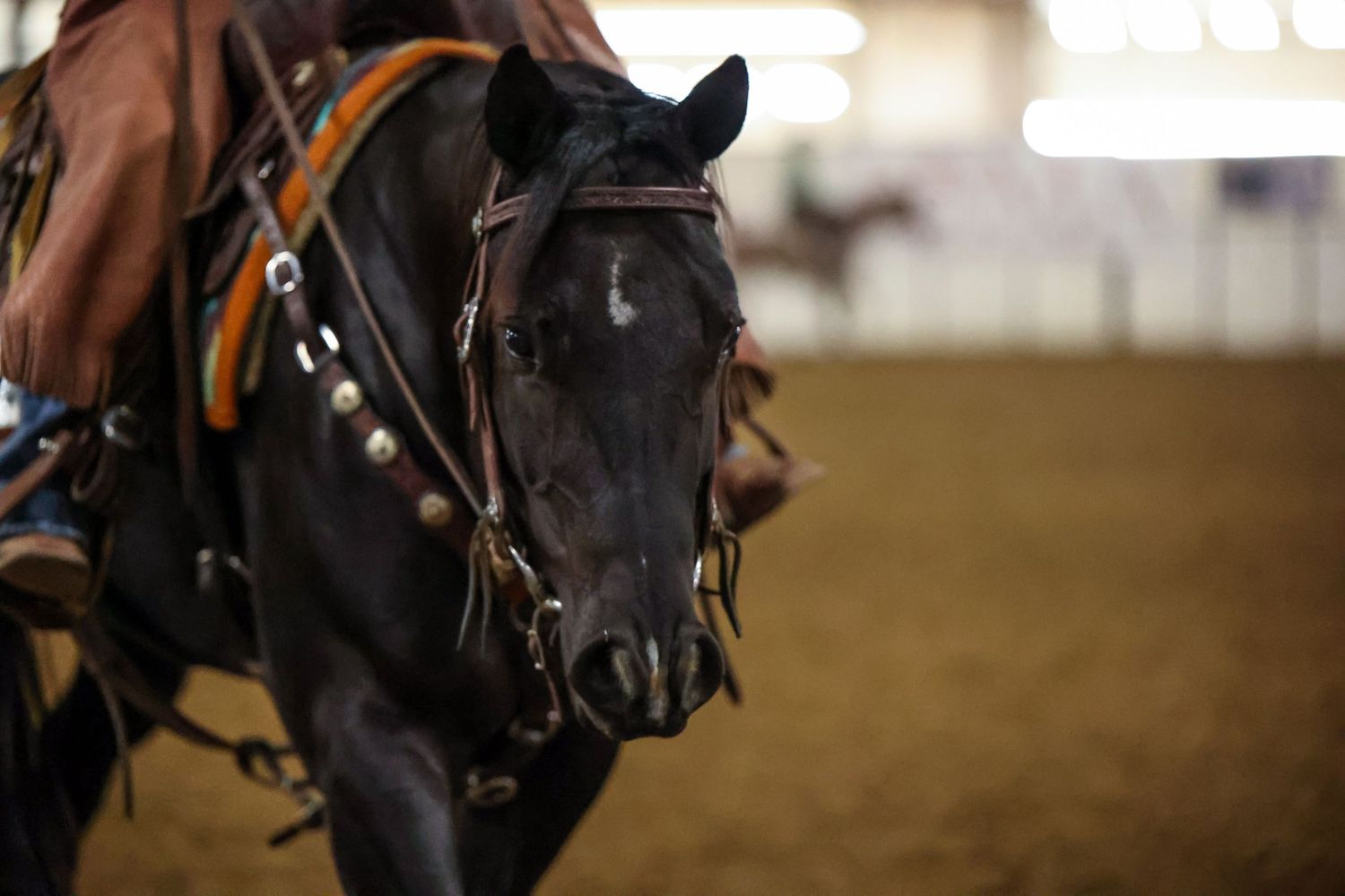 Wedding Photographer, Equine Event Photographer, Second Shooter Photographer in East Tennessee, TN, near Chattanooga, TN and North GA area