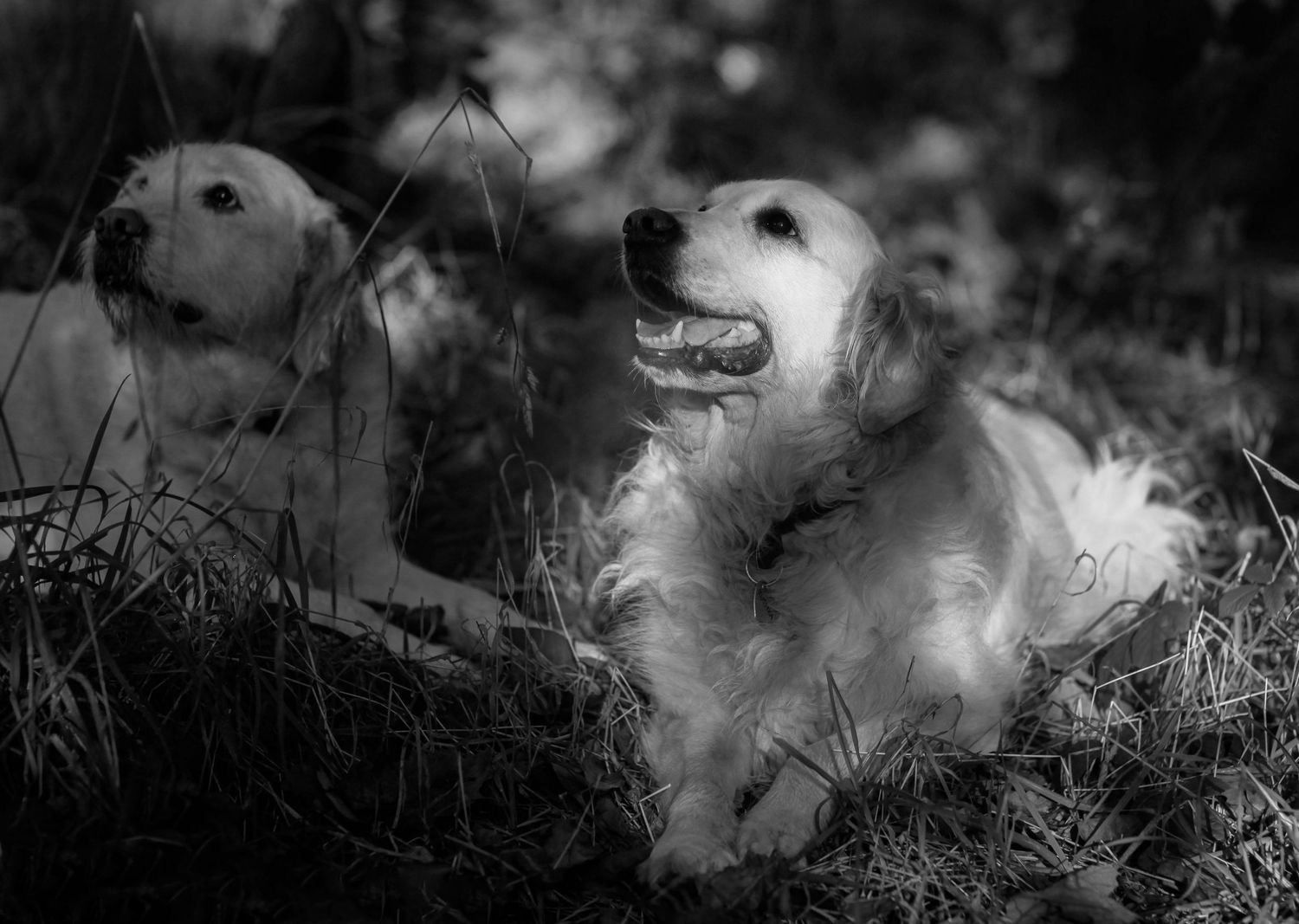 Barnsley, dog photography, dog photos, dog photographer