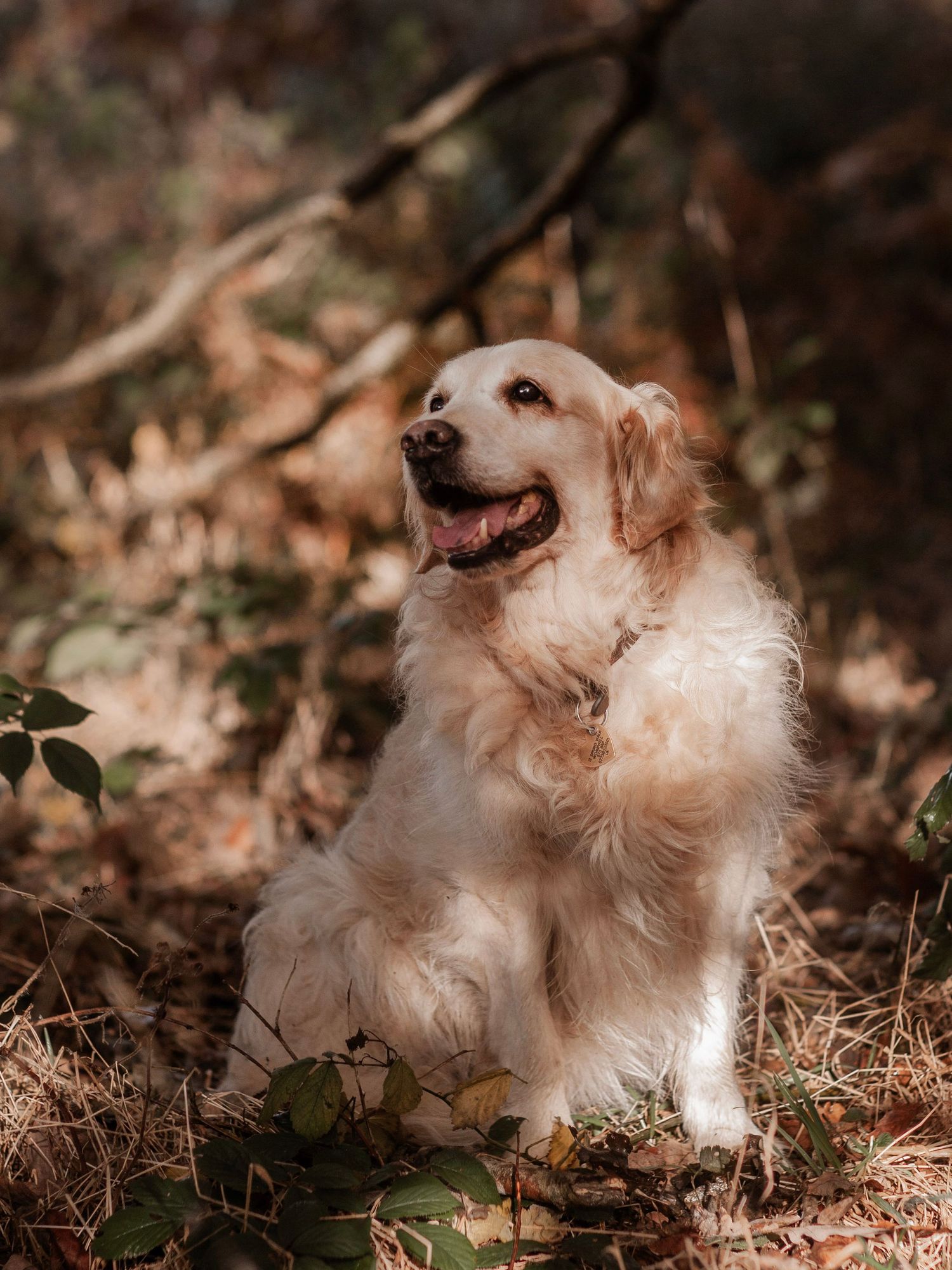 Barnsley, dog photography, dog photos, dog photographer