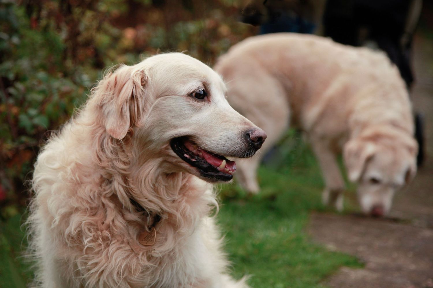 Barnsley, dog photography, dog photos, dog photographer