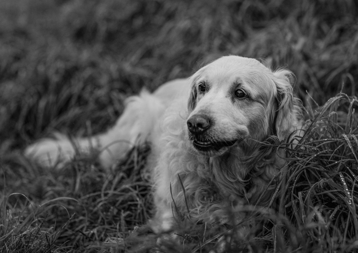 Barnsley, dog photography, dog photos, dog photographer