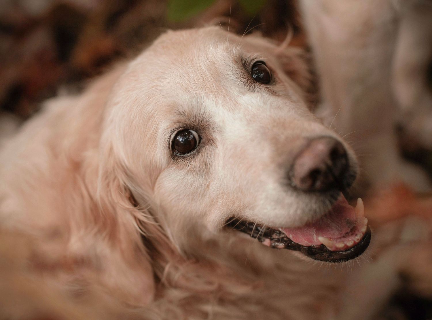 Barnsley, dog photography, dog photos, dog photographer