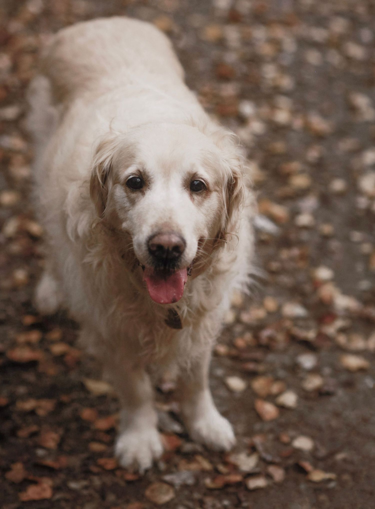 Barnsley, dog photography, dog photos, dog photographer