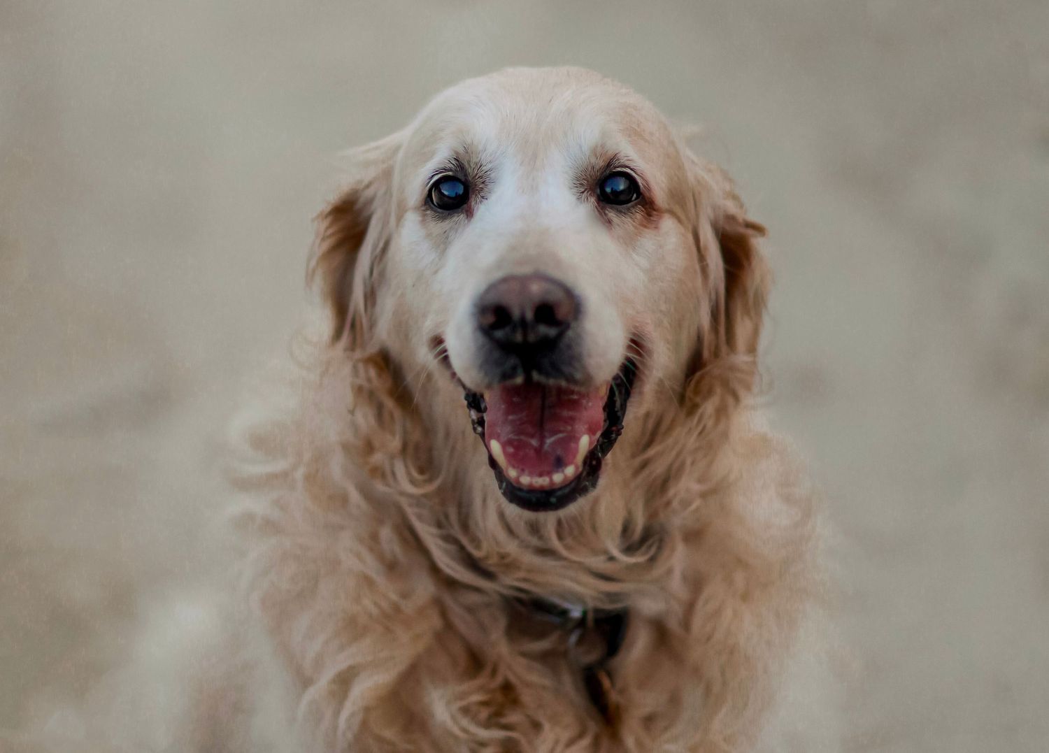 Barnsley, dog photography, dog photos, dog photographer