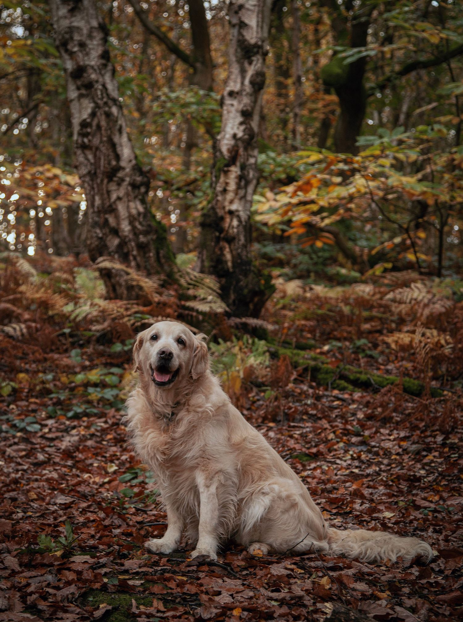 Barnsley, dog photography, dog photos, dog photographer