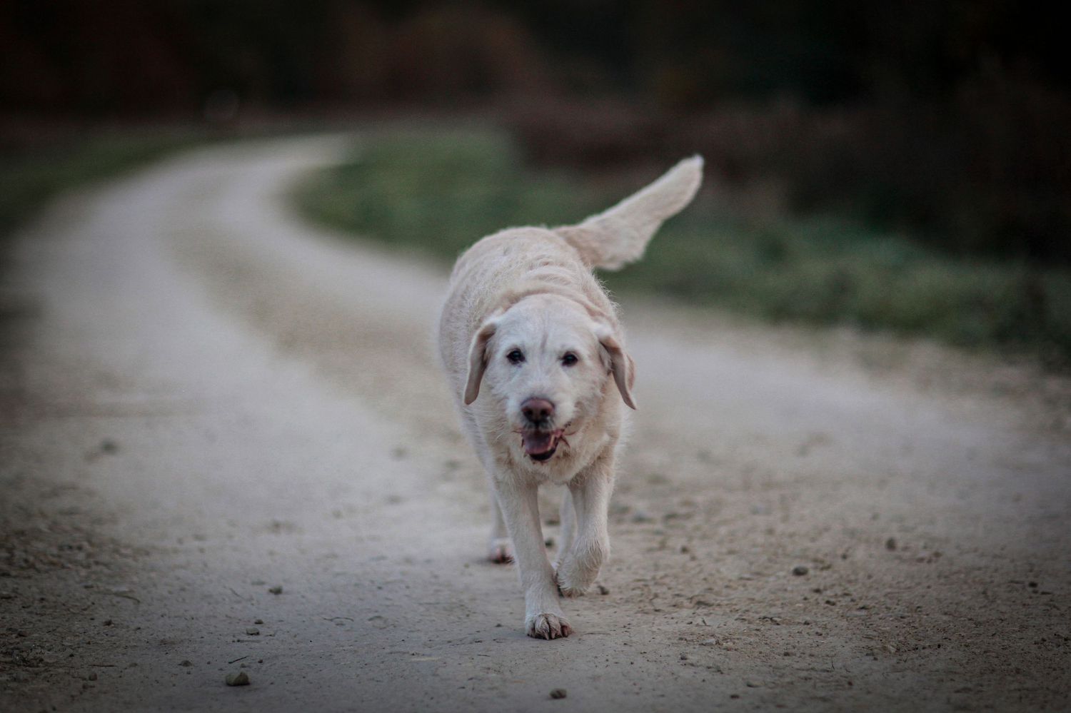 Barnsley, dog photography, dog photos