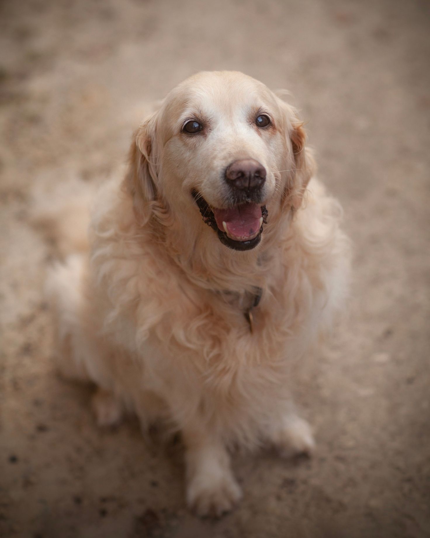 Barnsley, dog photography, dog photos, dog photographer
