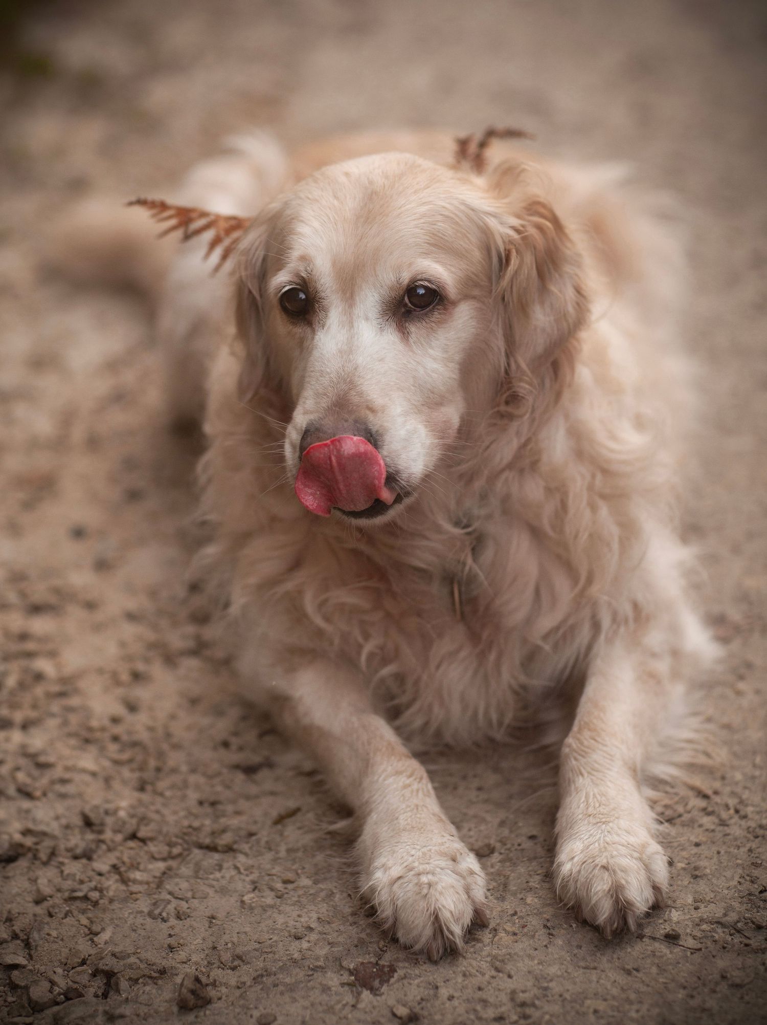 Barnsley, dog photography, dog photos, dog photographer