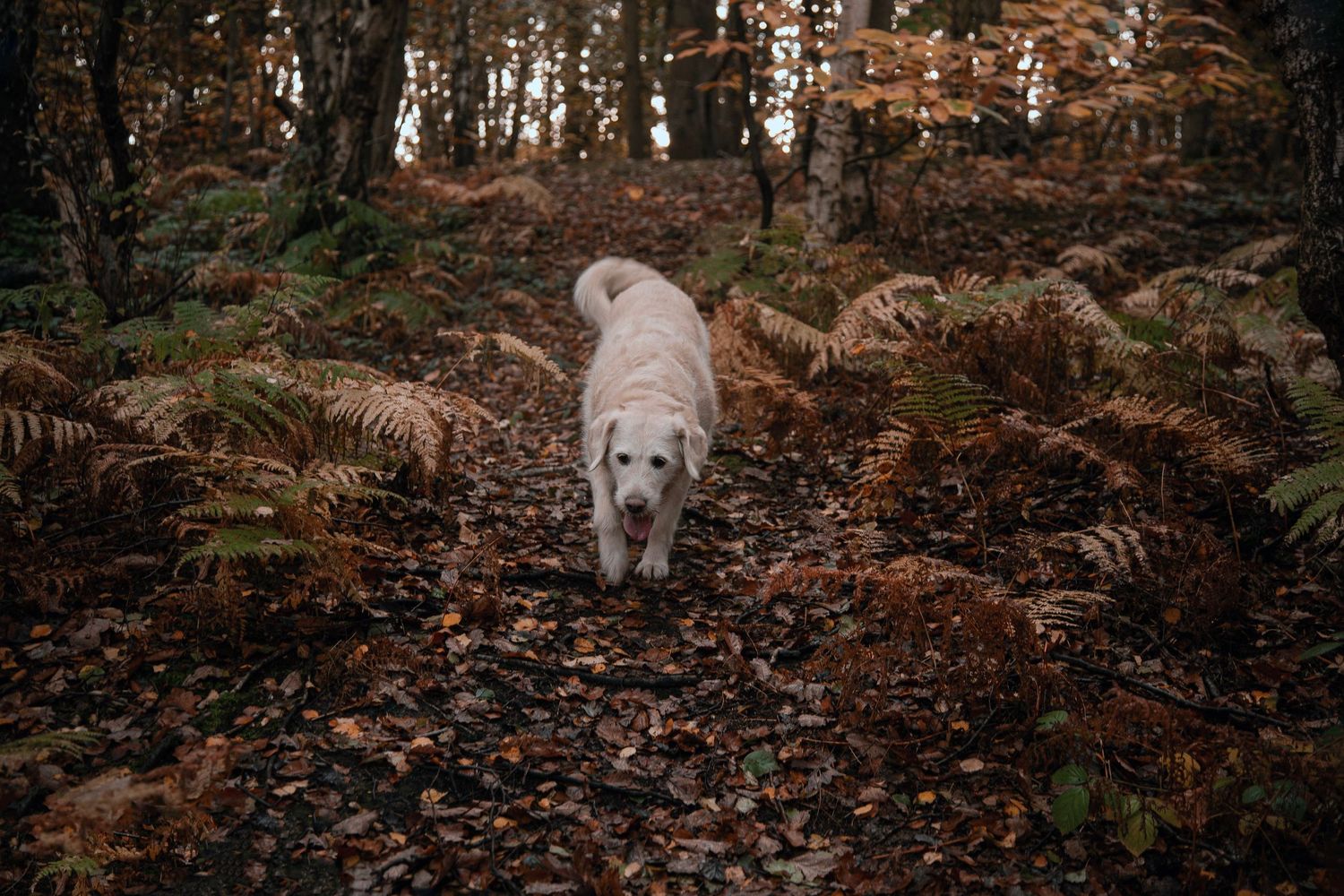Barnsley, dog photography, dog photos, dog photographer