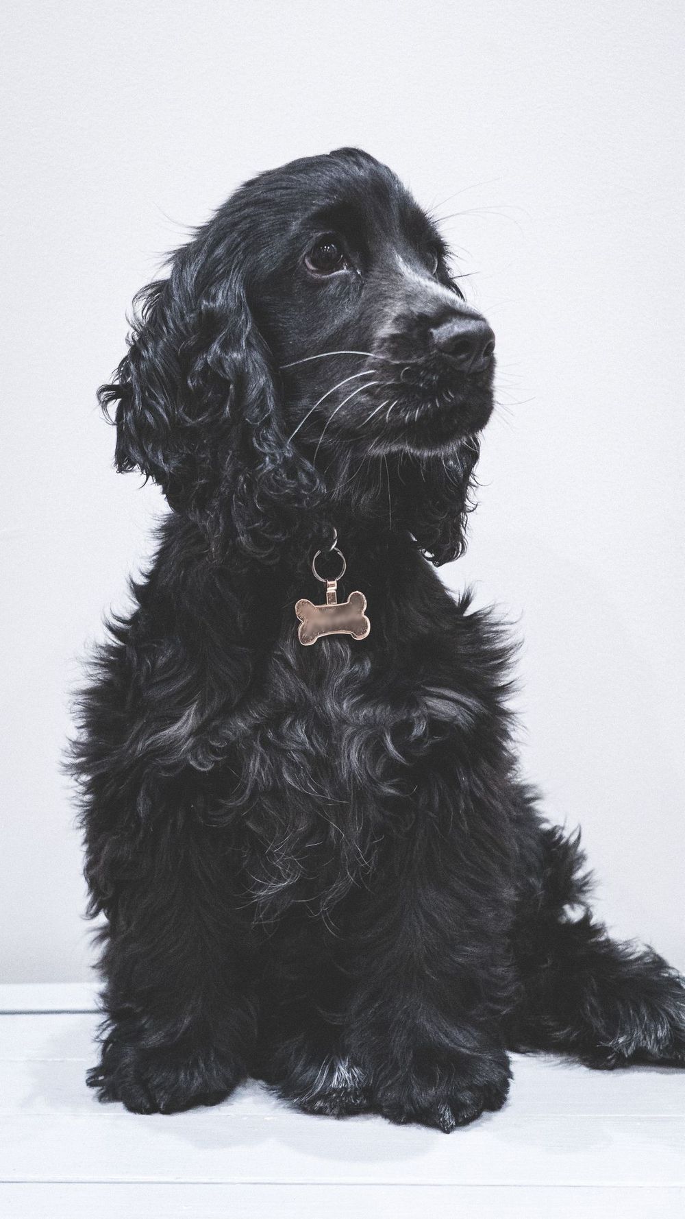 A black cocker spaniel with long wavy fur is photographed from different angles against a white background.