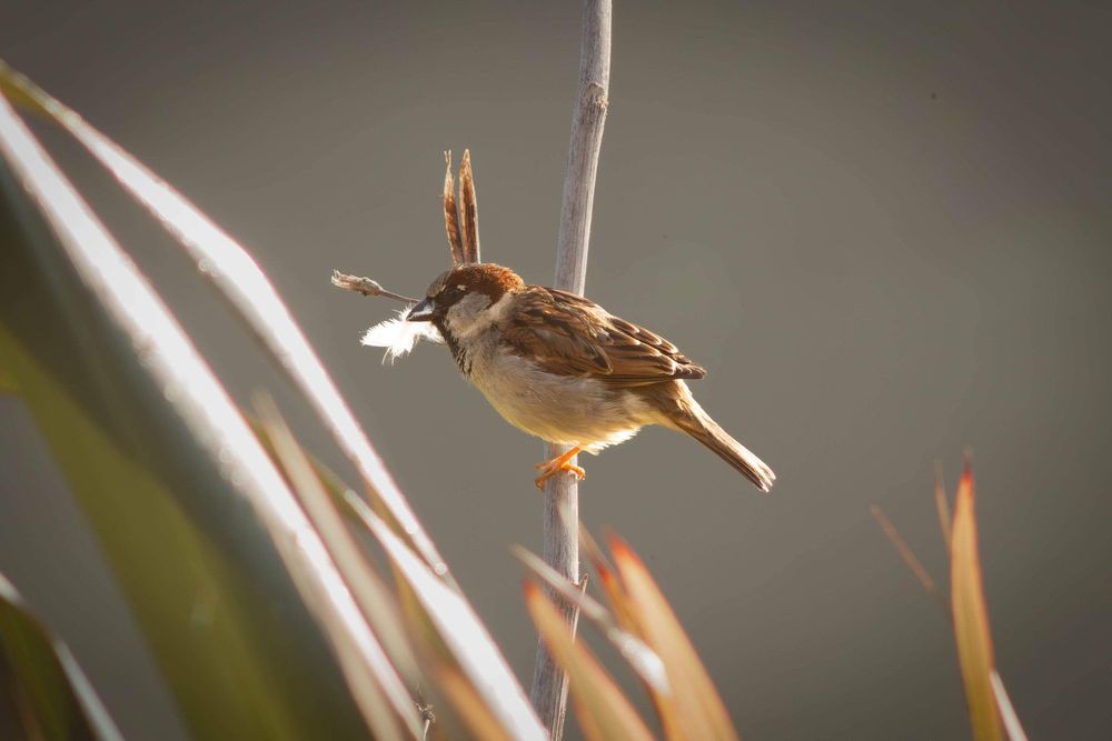 Close-up shot of a small bird in flight against blurred natural background.