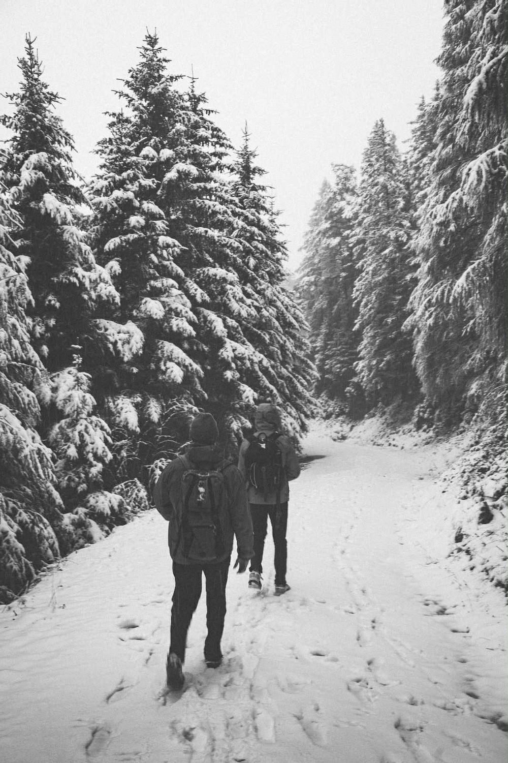 Hikers walking through a snowy forest trail with snow-covered evergreen trees lining the path.