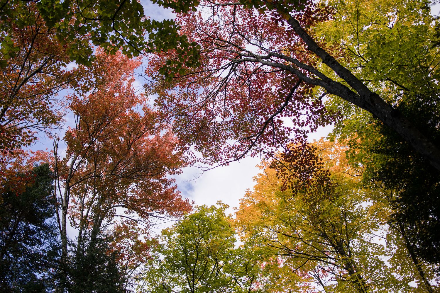 Upward shot of fall colours in the forest trees, against a blue sky, Mont Tremblant, Quebec, Canada.