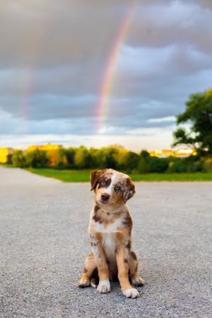 Adorable fluffy Australian Shepherd puppy sits on pavement with a bright rainbow arching across the cloudy sky overhead.