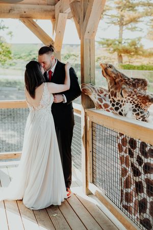 A couple shares a romantic moment at a giraffe enclosure while wearing formal wedding attire.