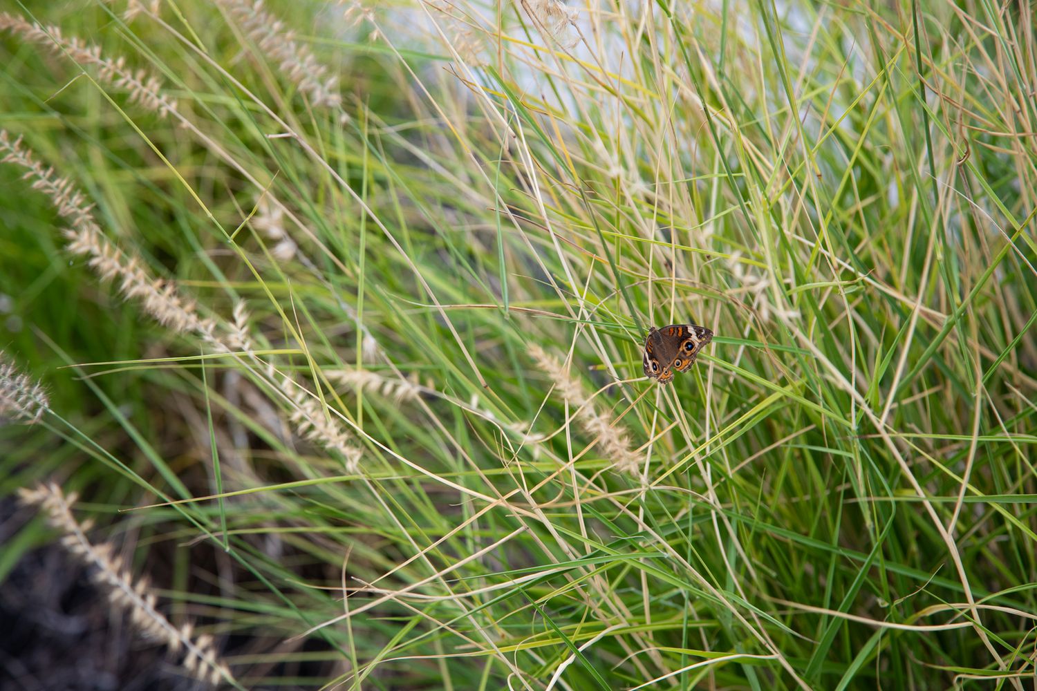 Native grasses and butterfly, photographic art by Holli Margell