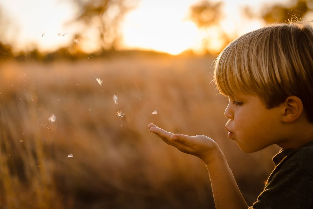A child blows wild seeds in Denver field at golden hour