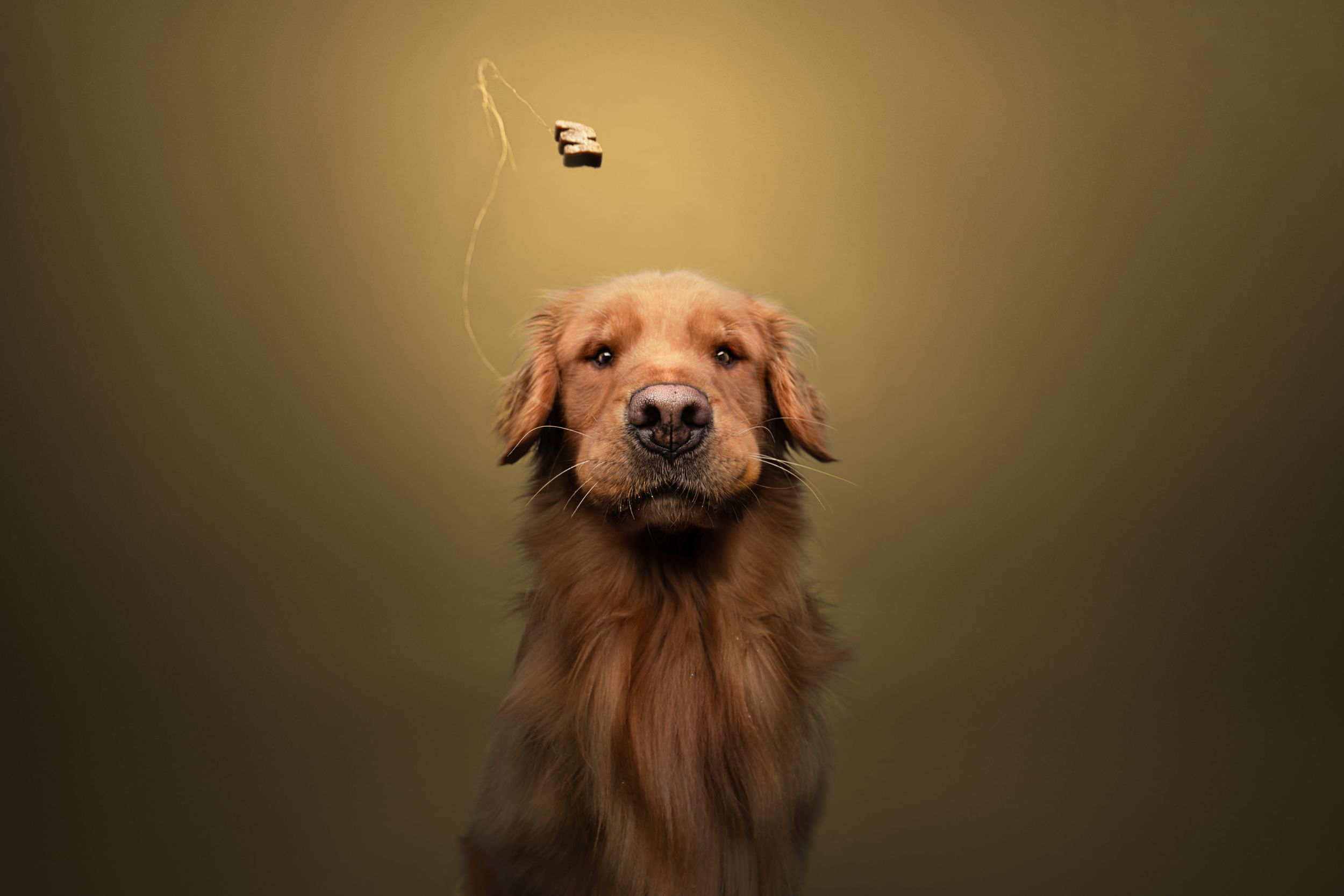 Golden retriever dog looking up at falling treat against olive green background.