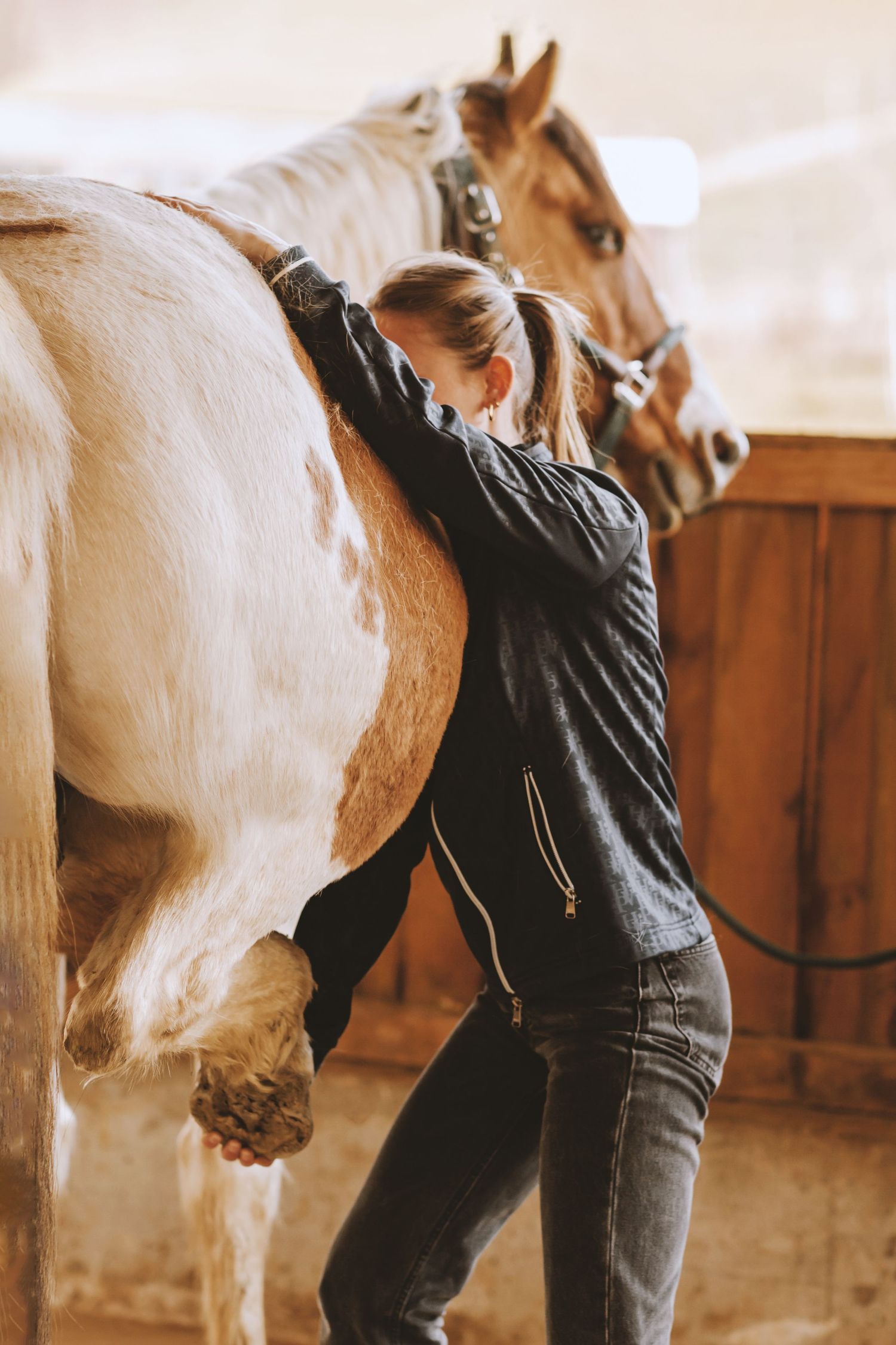 Photo corporate en Isère : une ostéopathe animalière en séance de soins avec un cheval.
