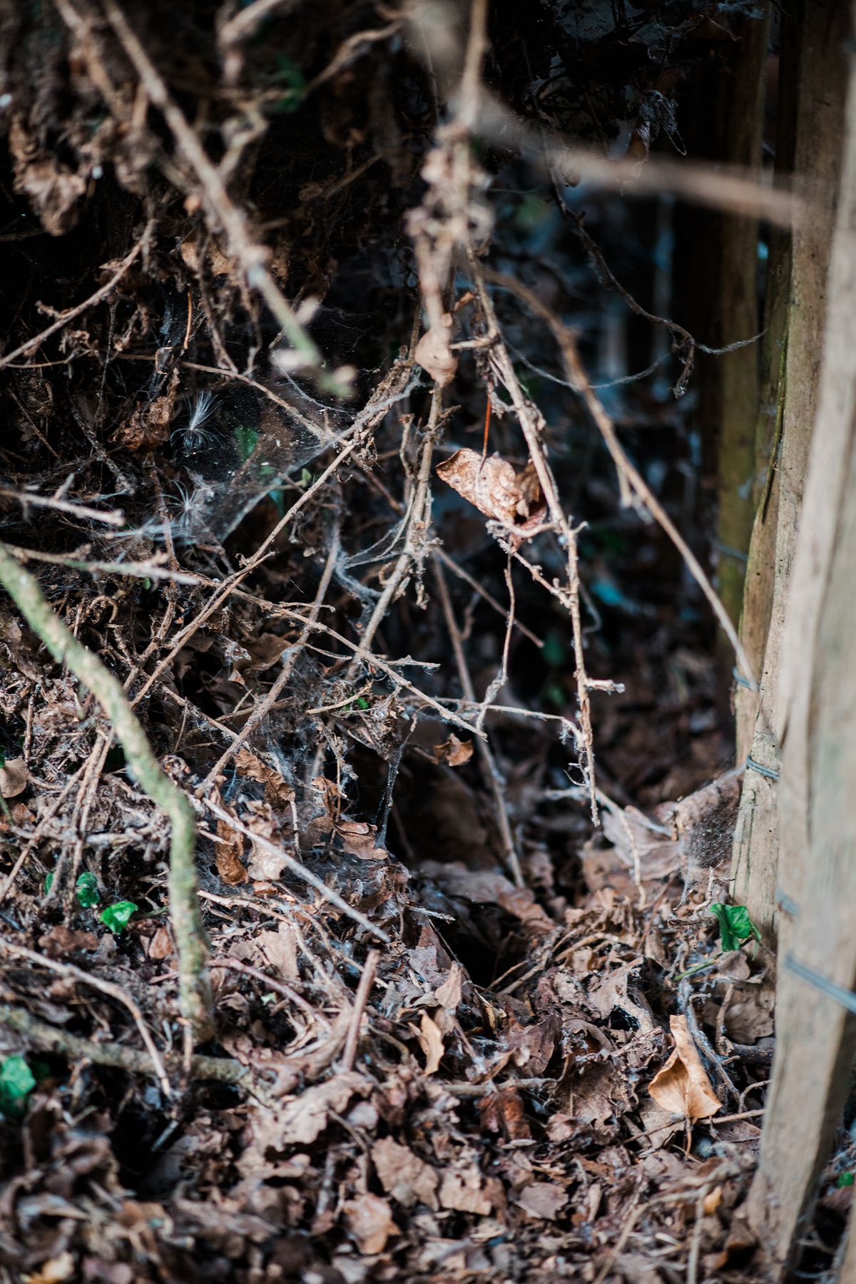 Dense forest floor covered in dry leaves, tangled old tree root, with mice holes and spider webs near a wooden post in woodland setting.