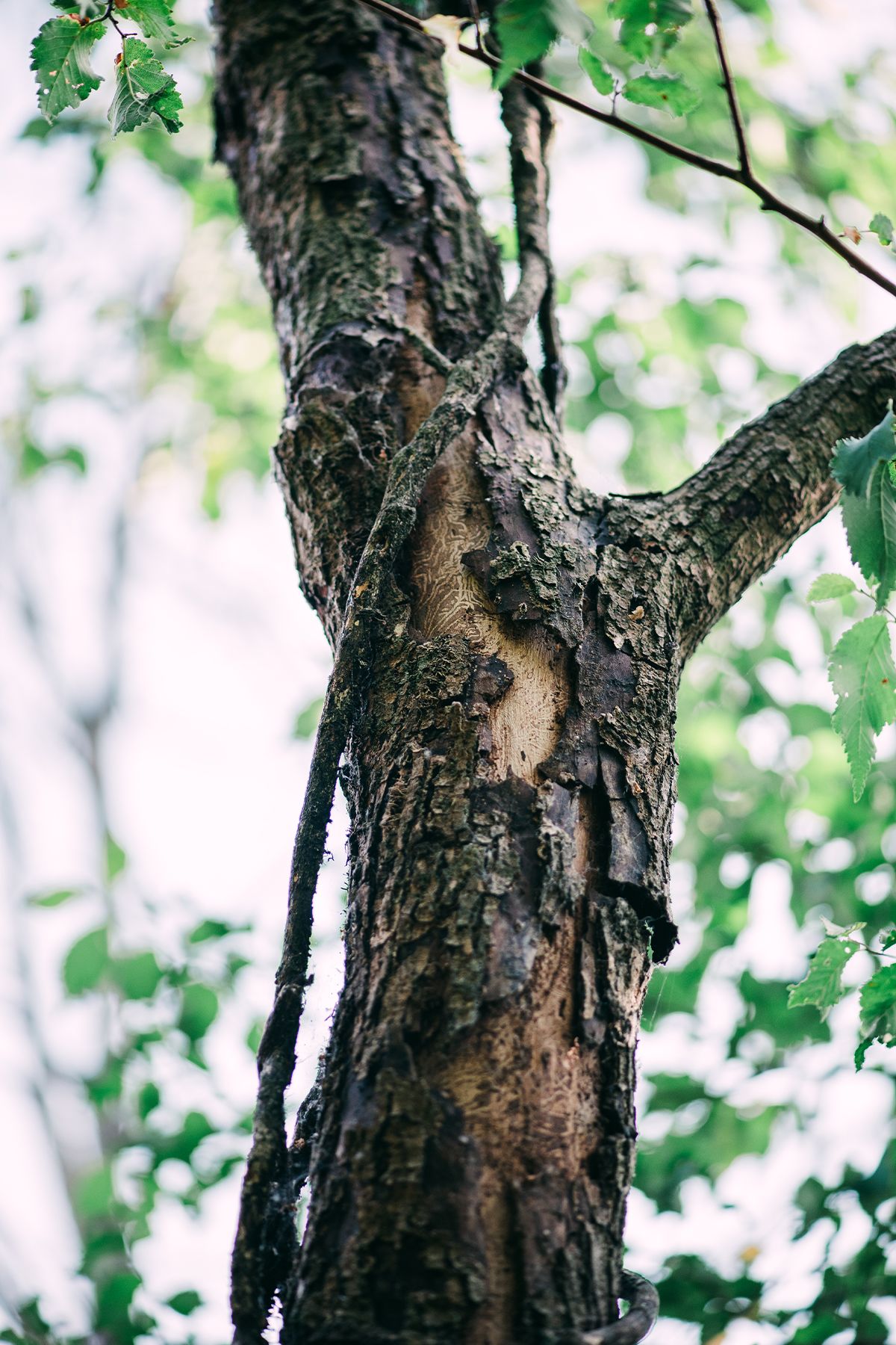 Close-up of a textured elm tree trunk with forking branches surrounded by lush green leaves in a forest setting.