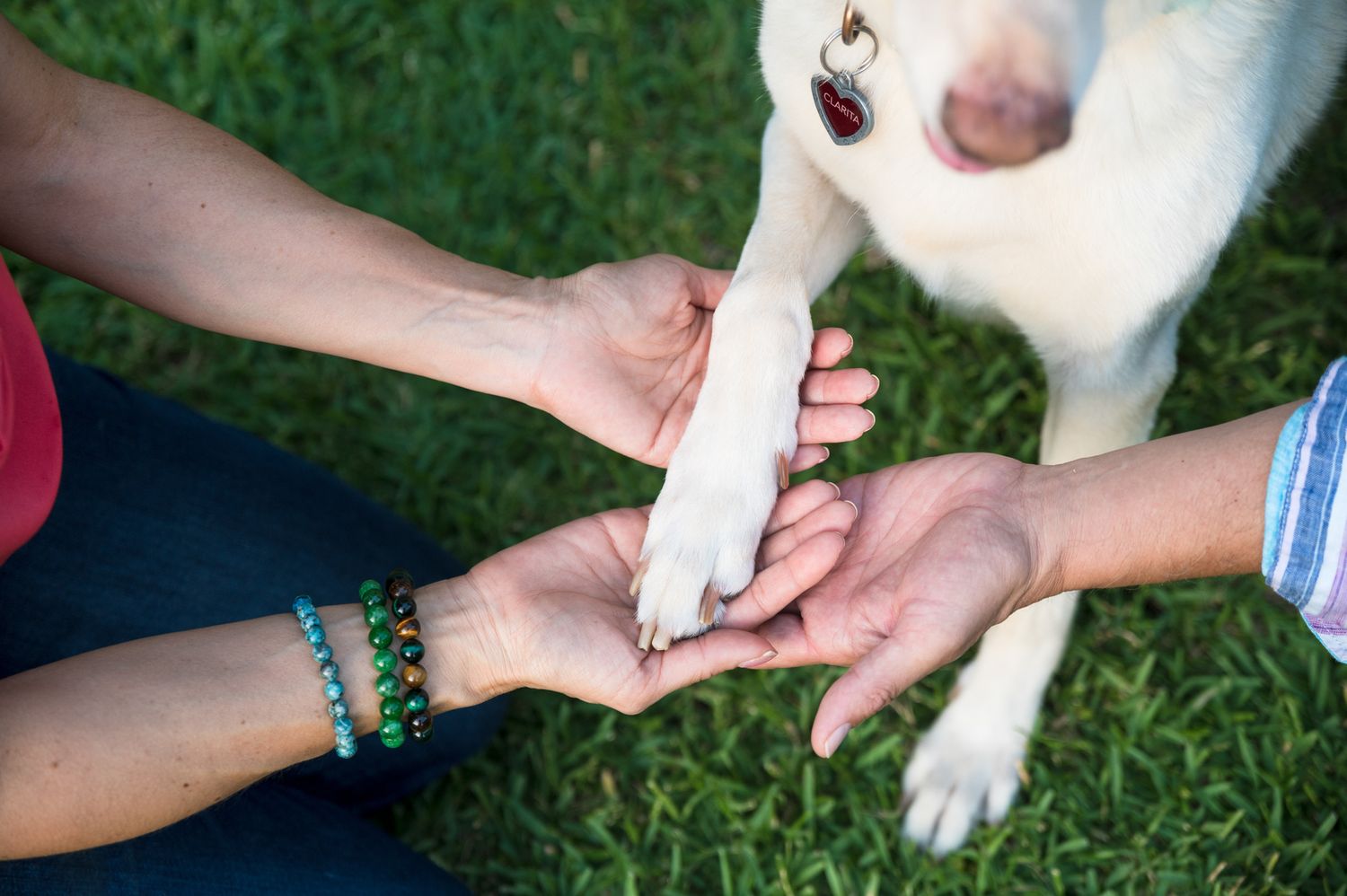 Two people holding a white dog's paw together on green grass, showing bond between pet owners and their dog.