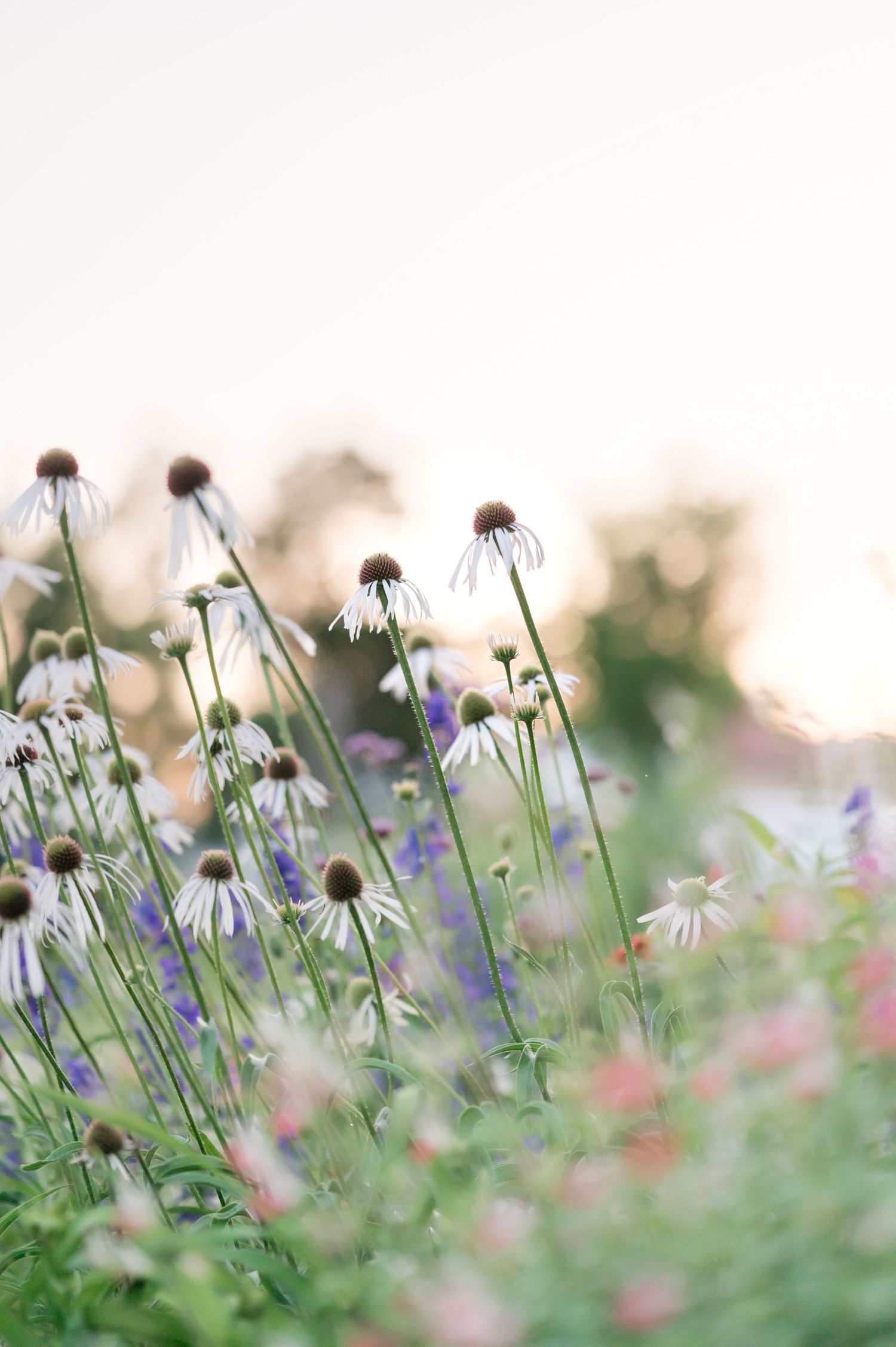 A field of white coneflowers and purple wildflowers blooming at golden hour in a soft, dreamy garden setting.