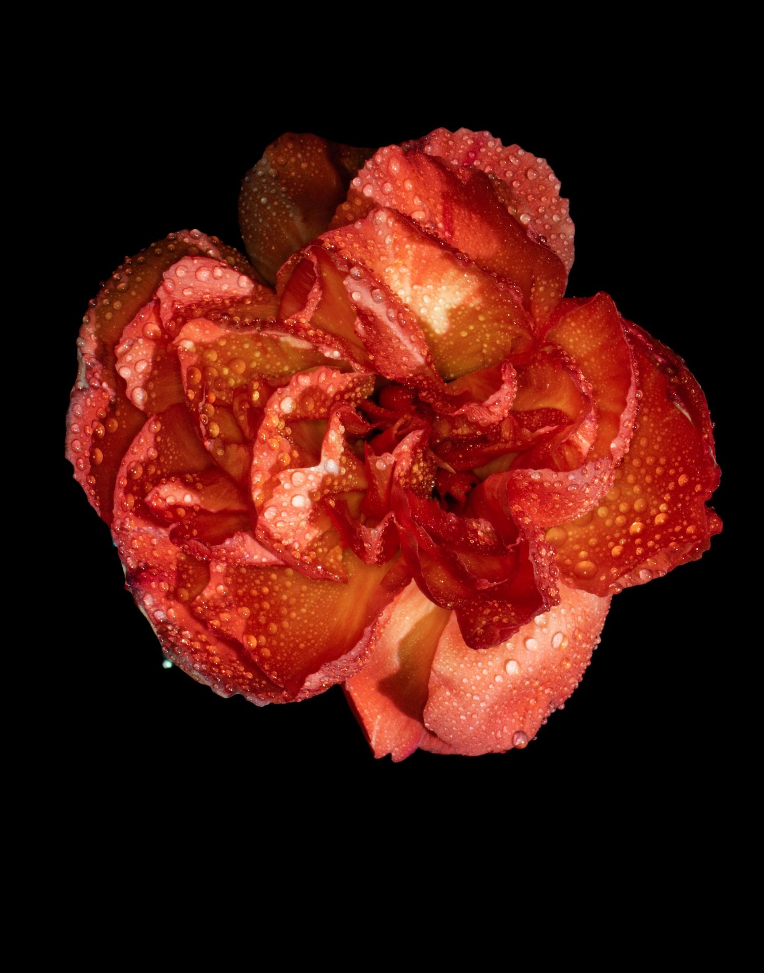 Red carnation flower covered in water droplets against dark black background.