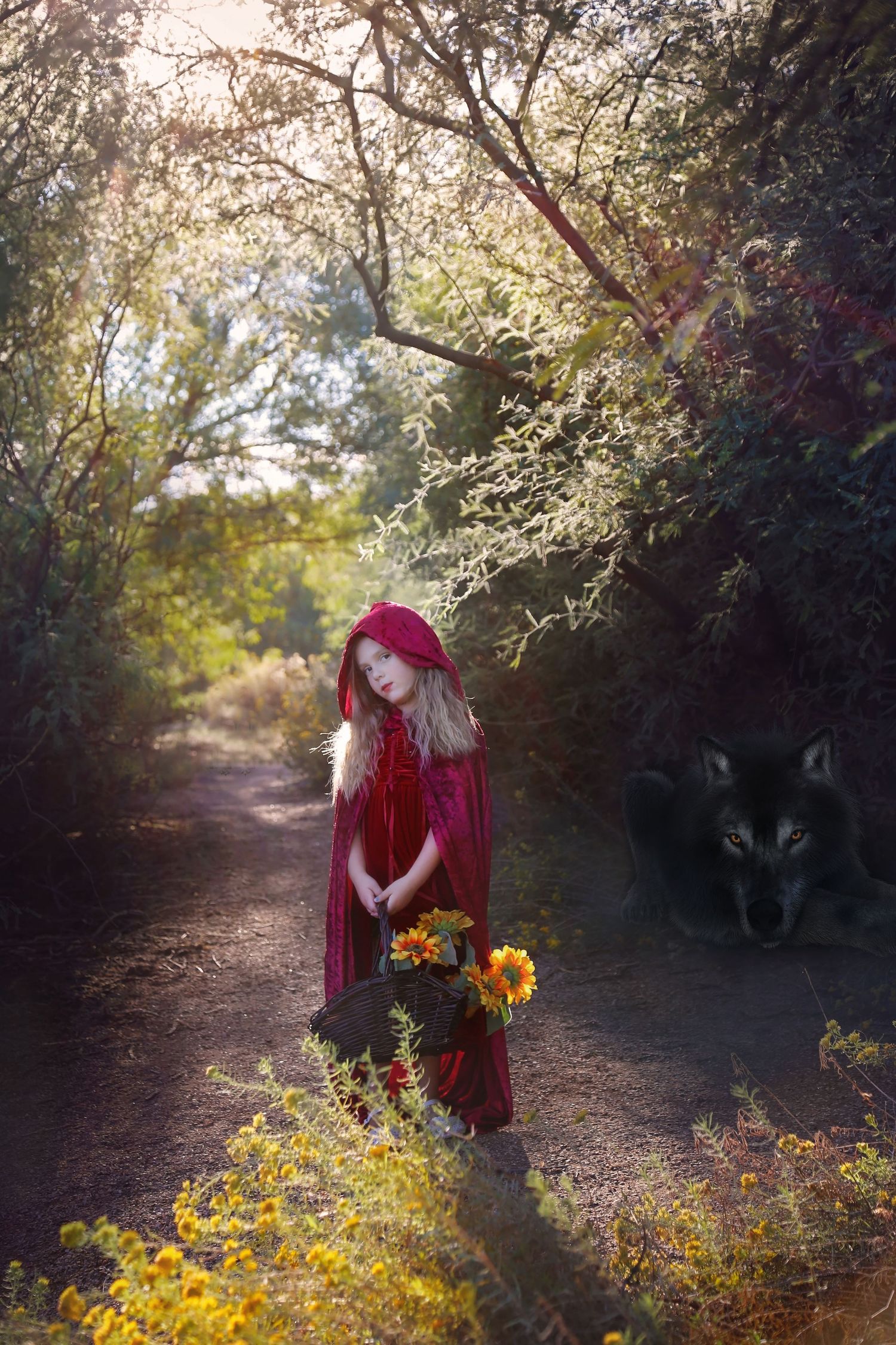 Girl in a red hooded cape carries a basket of sunflowers on a forest path as a dark wolf lurks nearby.