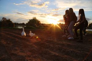 Friends walking along a dirt shoreline at sunset with two white geese in the foreground and golden sun rays above the water.