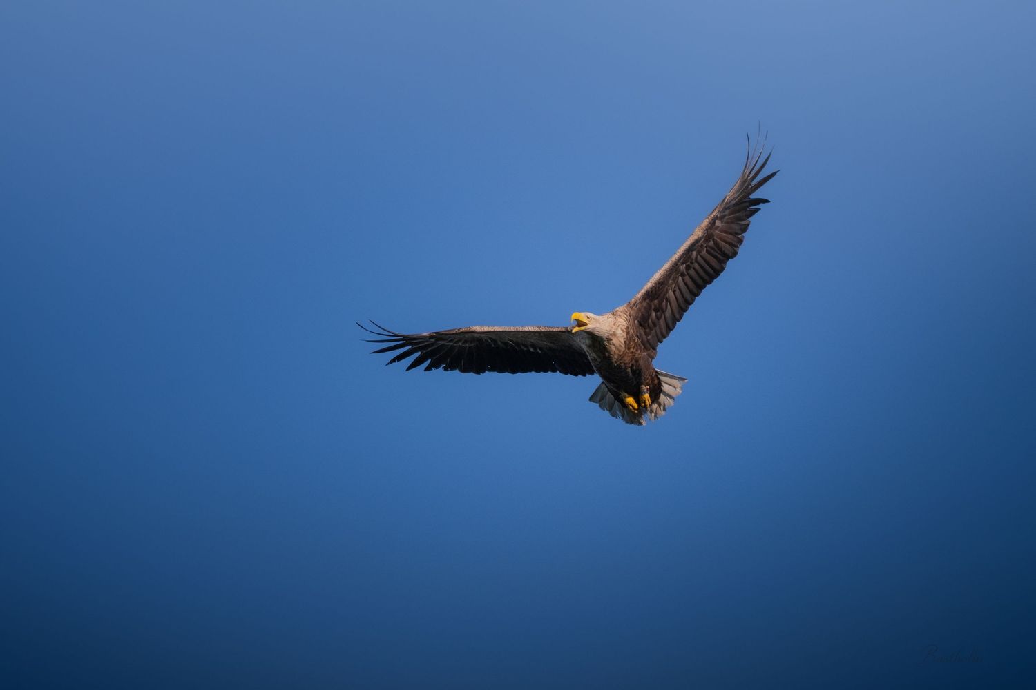 A majestic eagle soaring gracefully through a clear blue sky with wings fully spread.