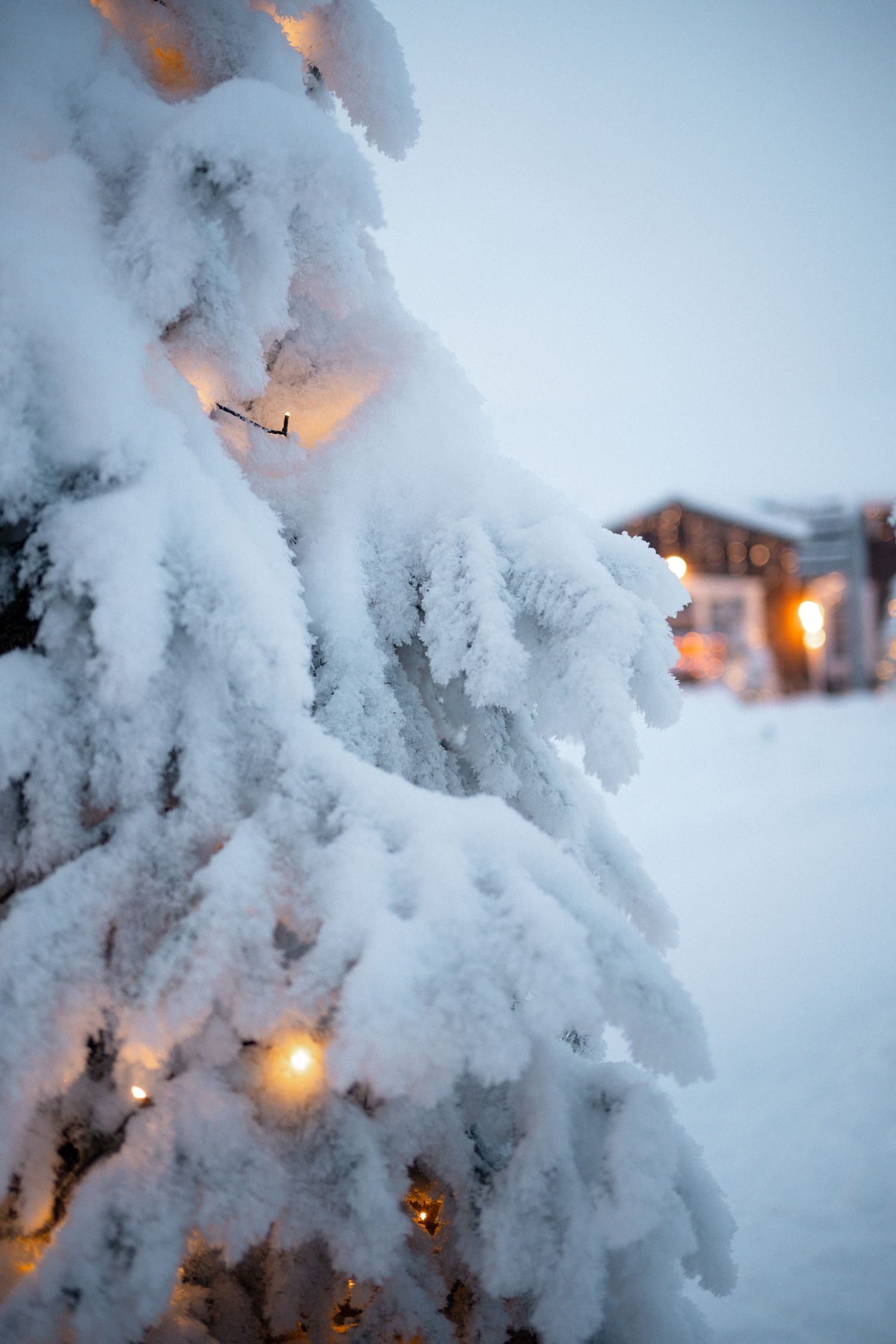 Snow-covered evergreen branches frame glowing lights from buildings in a winter twilight scene.