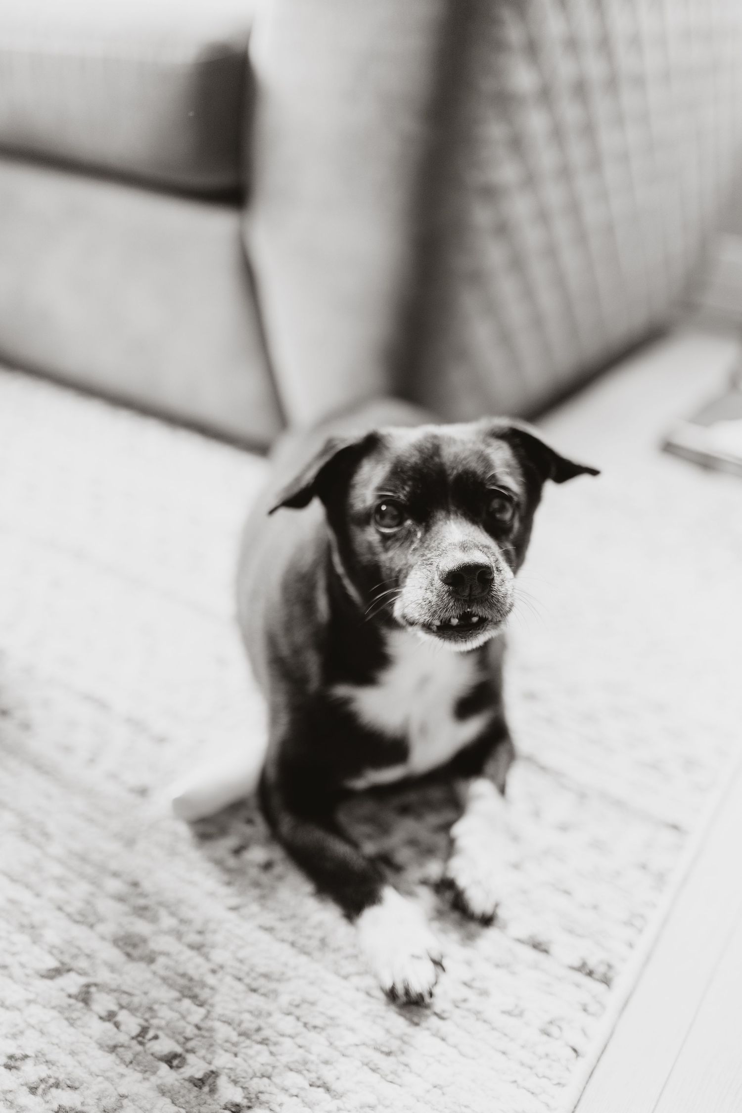 Black and white photo of an adorable dog, Ozzy, sitting on a rug, looking up at the camera indoors.