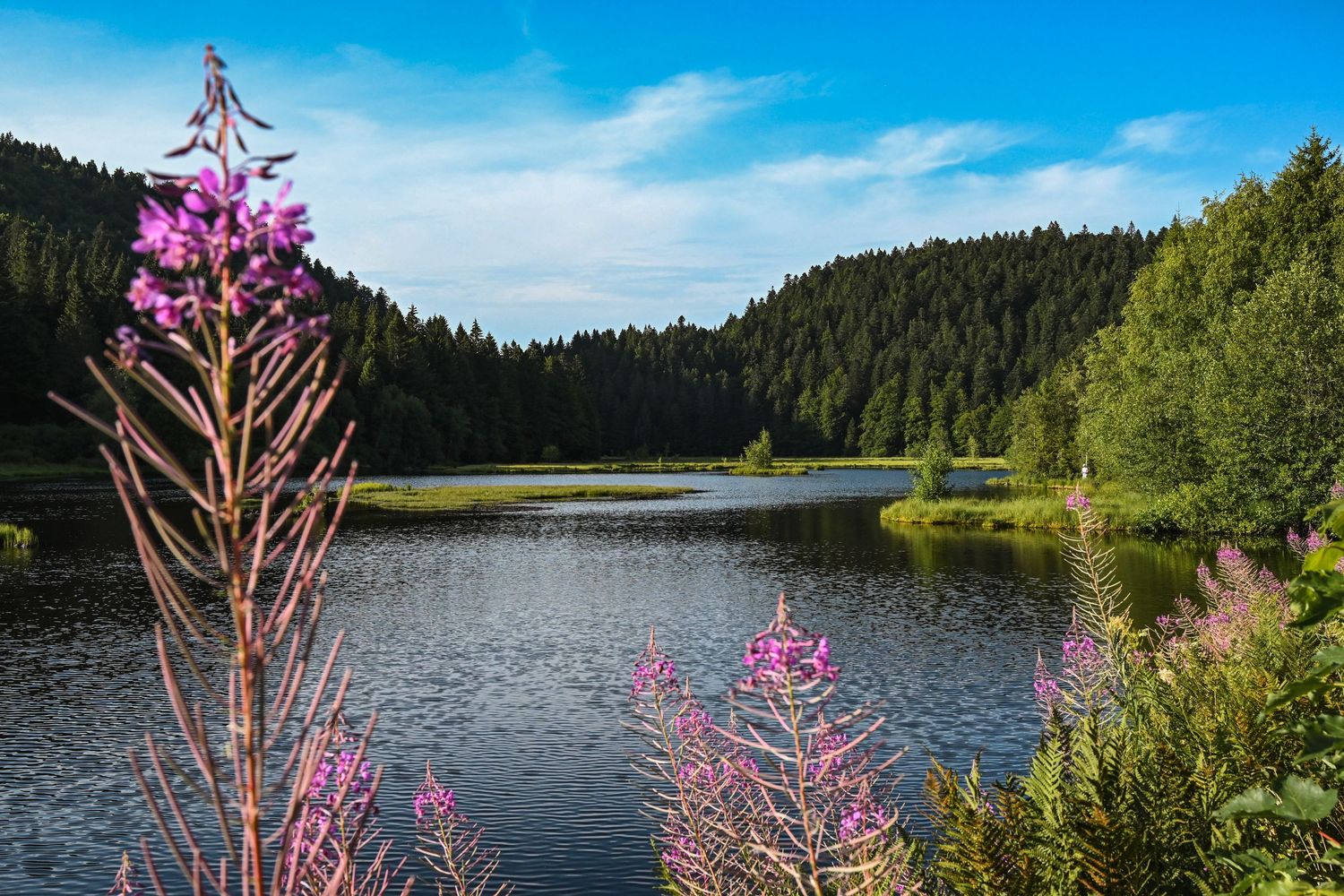 lac ou étang entouré de forêt de conifères, épilobes (fleurs roses) au premier plan en bordure d'eau, dans les Vosges